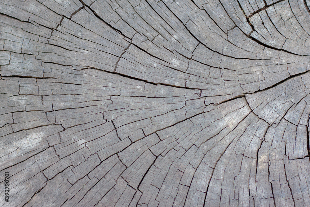Fototapeta premium Texture of a cut old tree wood with cracks for background.