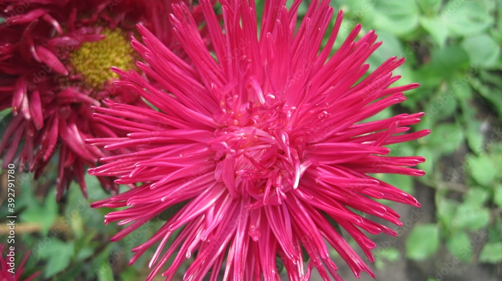 red dahlia flower red dahlia flower