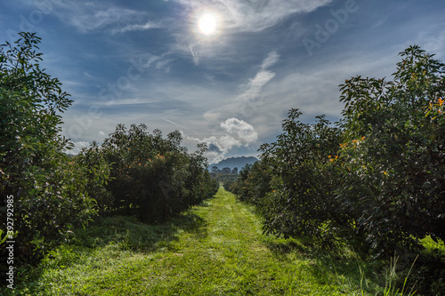  avocado trees and clouds