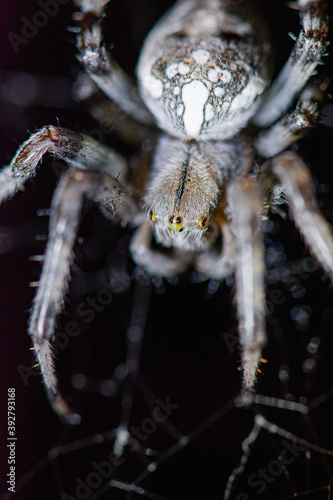 Big spider araneus diadematus closeup sits on a spider web on a summer night © Oksana Bessonova