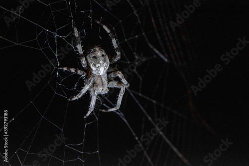 Big spider araneus diadematus closeup sits on a spider web on a summer night