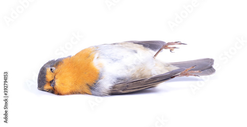 Dead robin red breast bird photo