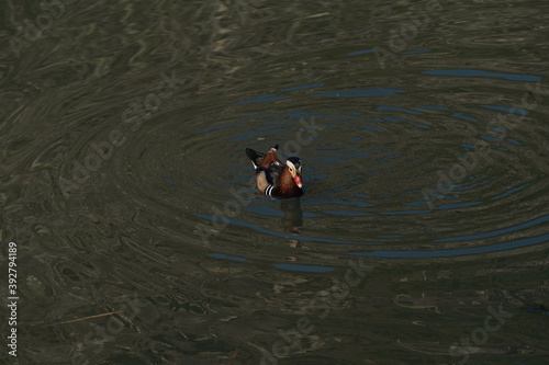 mandarin duck in water