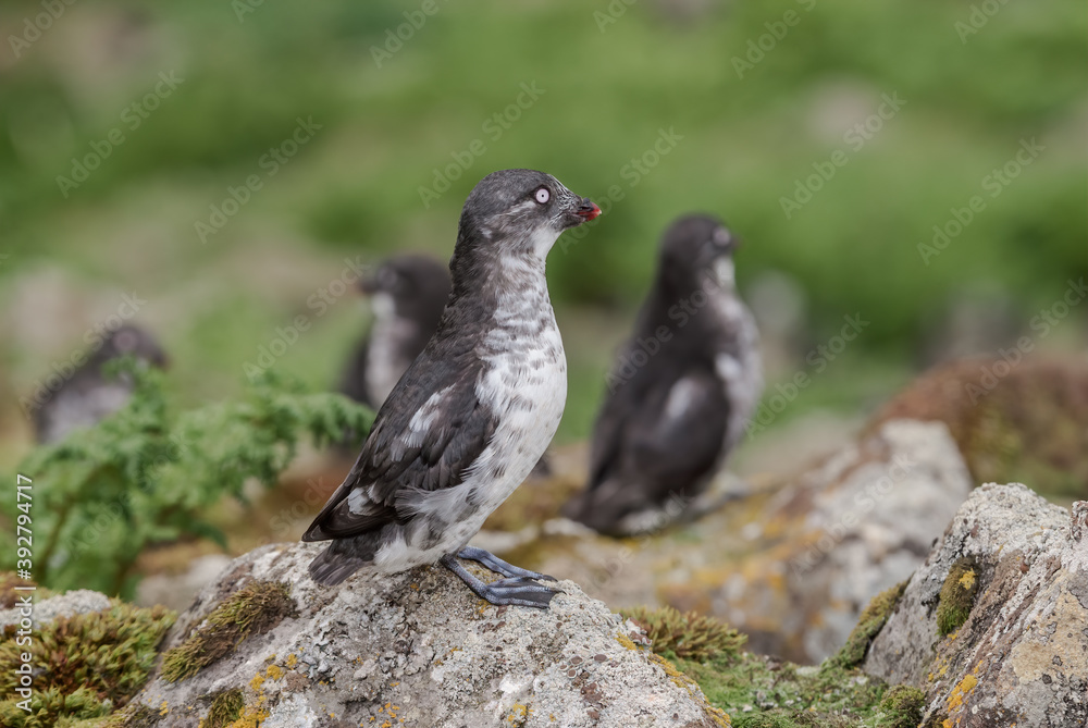 Obraz premium Least Auklets (Aethia pusilla) at colony in St. George Island, Pribilof Islands, Alaska, USA