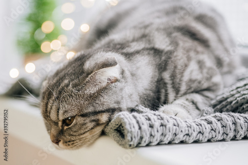 Scottish fold cat on a winter day lies on the windowsill