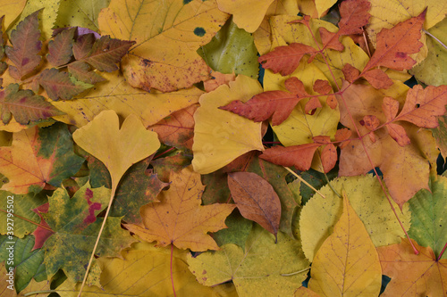 Autumn colorful leaves background scene