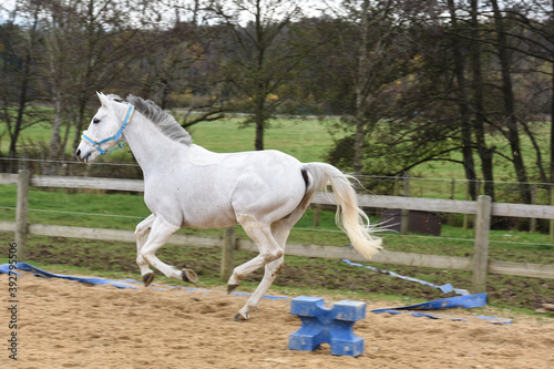 cheval equitation chevaux ecurie blanc Fototapeta