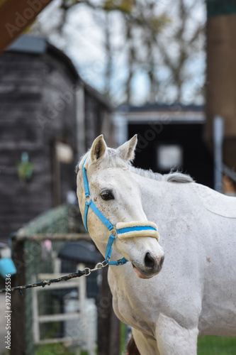 Принти на полотні cheval equitation chevaux ecurie blanc
