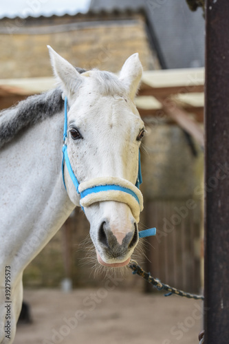 cheval equitation chevaux ecurie blanc