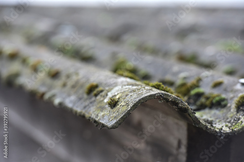 toit ondulé plaque amiante environnement mousse vert environnement cabane photo