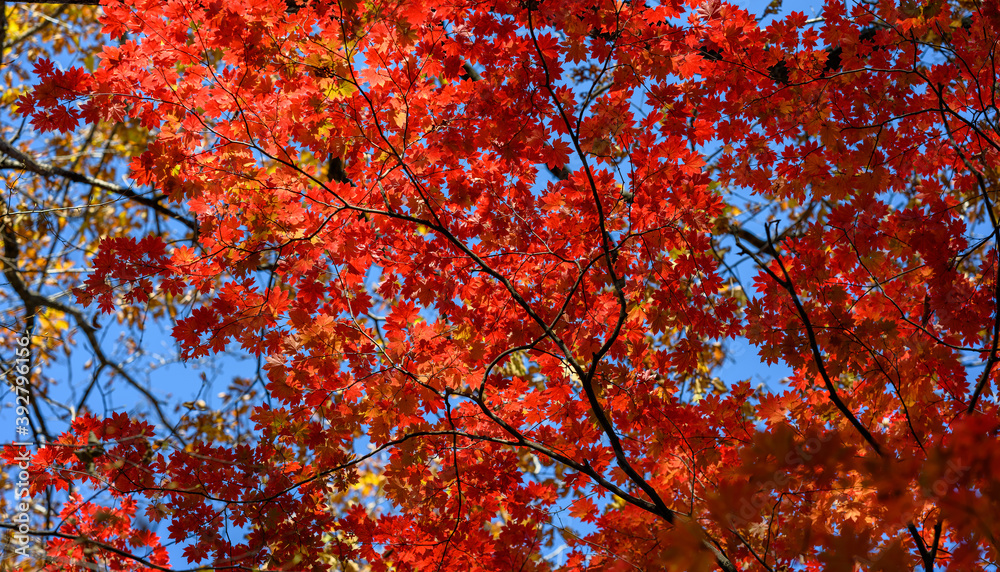 Autumn in forest - maple leaves in sunlight.