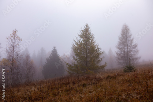 Autumn foggy mystical forest, fantasy autumn forest landscape. Large larch trees in thick fog on a background of forest. 