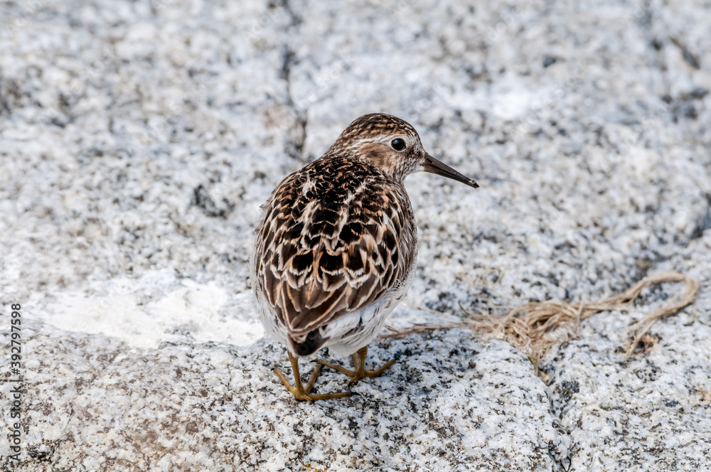 Migrating Least Sandpiper (Calidris minutilla) at Chowiet Island, Semidi Islands, Alaska, USA Migrating Least Sandpiper (Calidris minutilla) at Chowiet Island, Semidi Islands, Alaska, USA