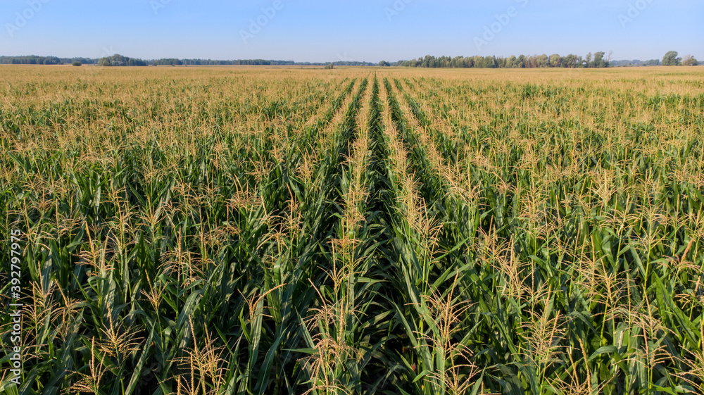 Top view of green corn field with blue sky