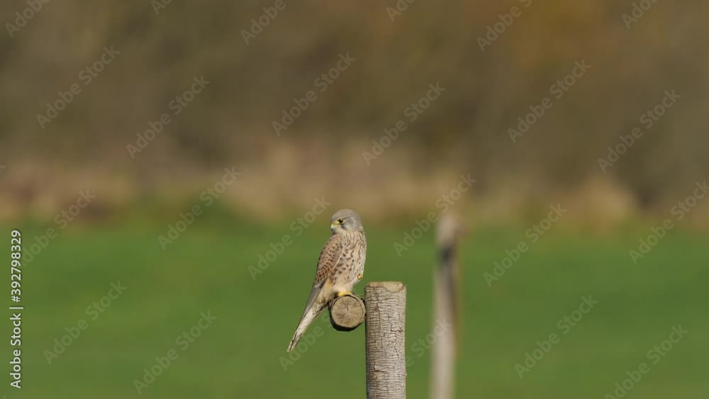 Ein Falke auf einer Ansitzstange auf einer Wiese mit unscharfem Hintergrund Ein Falke auf einer Ansitzstange auf einer Wiese mit unscharfem Hintergrund