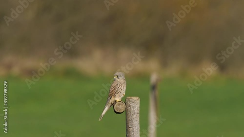 Ein Falke auf einer Ansitzstange auf einer Wiese mit unscharfem Hintergrund photo