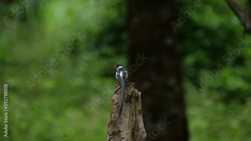 Pin-tailed whydah sitting on a tree trunk