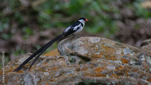 Pin-tailed whydah sitting on a rock