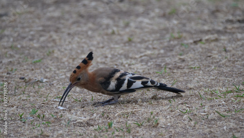 Hoopoes on the ground picking worms © TravelTelly