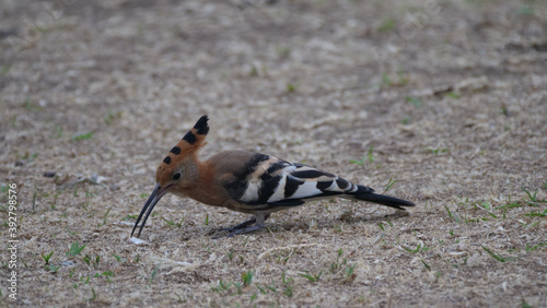 Hoopoes on the ground picking worms photo