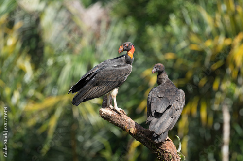 Wallpaper Mural King vulture, Sarcoramphus papa, large bird found in Central and South America. Flying bird, forest in the background. Wildlife scene from tropic nature. Red head bird. Condor with open wing, Panama Torontodigital.ca