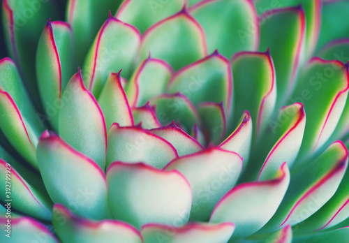 Wallpaper Mural Rosetted succulent echeveria floral background Torontodigital.ca