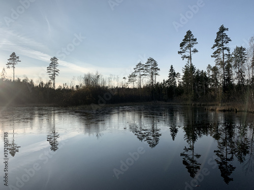 Pine trees reflection on the lake, evening lake background