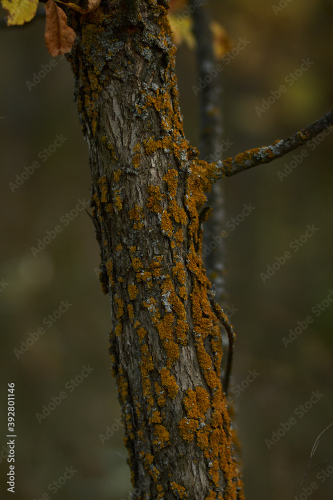 Moss on a tree Moss on a tree