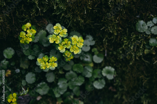 Milzkraut (lat. Chrysosplenium alternifolium) im Lautertal bei Lauterach, Baden-Württemberg, Deutschland photo