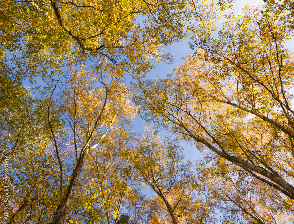 Golden autumn tree (birch) in the forest. Yellow trees foliage. Yellow leaves on blue sky background. Nature change in a season. Frog perspective Golden autumn tree (birch) in the forest. Yellow trees foliage. Yellow leaves on blue sky background. Nature change in a season. Frog perspective