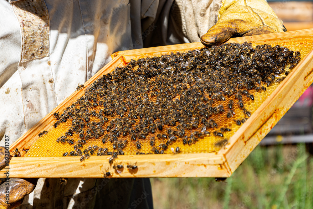 Bees in a comb producing honey, selective focus shot on bees Bees in a comb producing honey, selective focus shot on bees