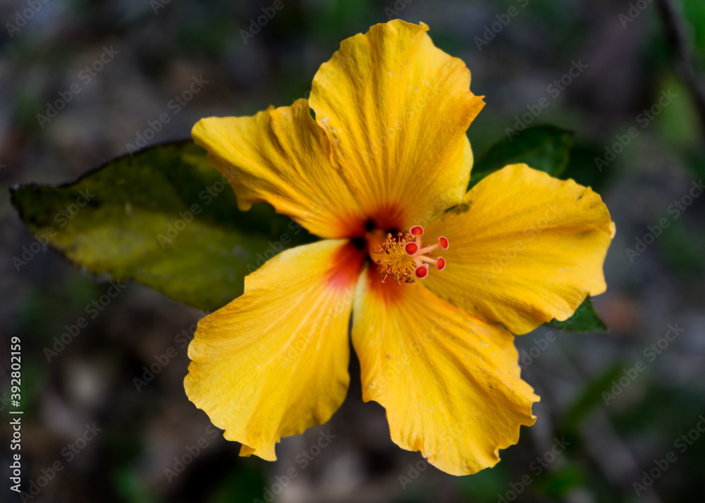yellow hibiscus flower