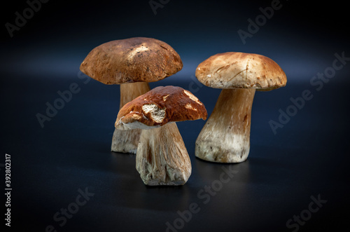 Boletus edulis isolated on dark blue background close up healthy food photo