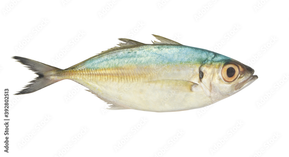 Bigeye scad fish isolated on white background, Selar crumenophthalmus Bigeye scad fish isolated on white background, Selar crumenophthalmus