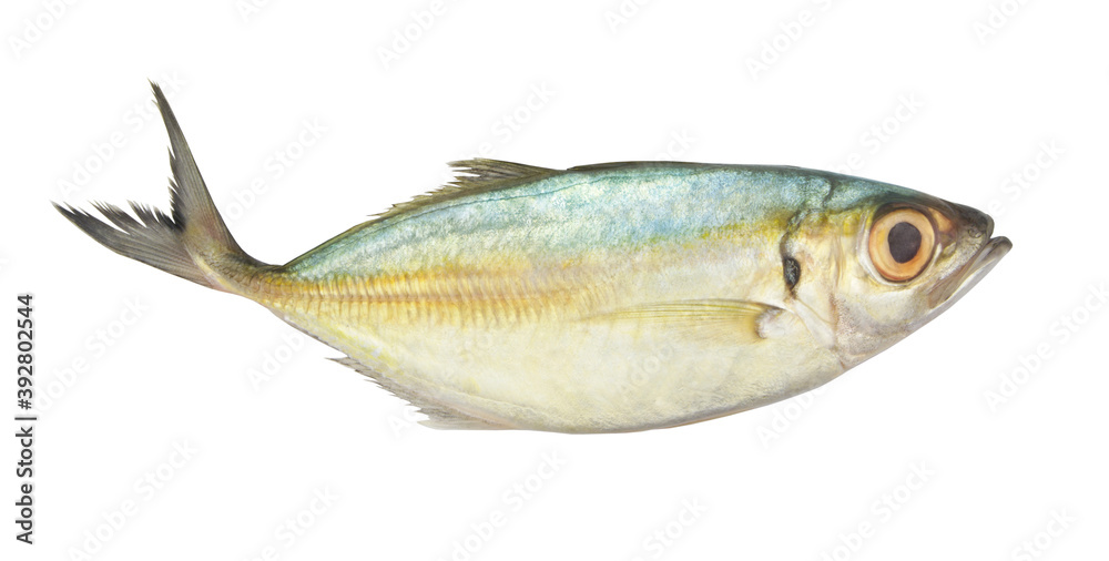 Bigeye scad fish isolated on white background, Selar crumenophthalmus Bigeye scad fish isolated on white background, Selar crumenophthalmus