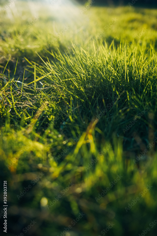 Fototapeta premium Green gras sunset III