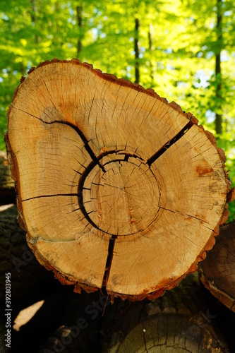 Baumstamm mit Jahresringen, Holz zur Verarbeitung