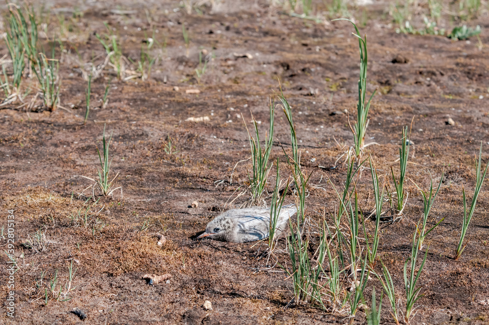 Obraz premium Arctic Tern (Sterna paradisaea) chick at colony in Barents Sea coastal area, Russia