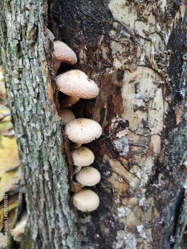 Mushrooms on a dry tree