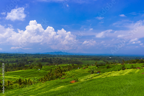 Rice fields - Bali island Indonesia