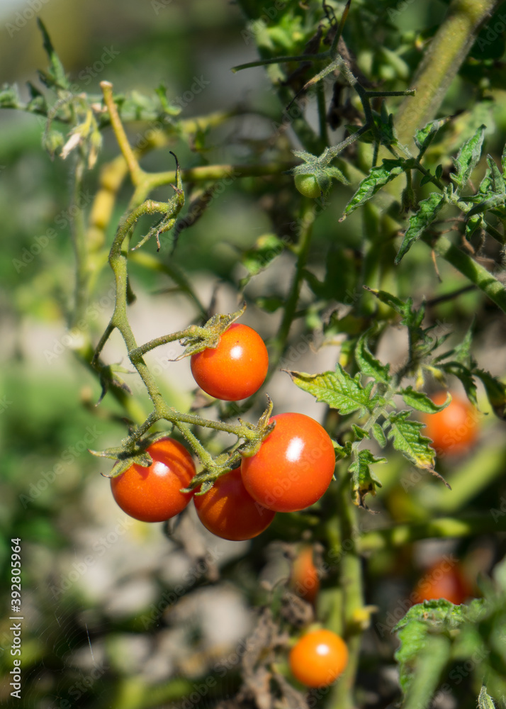 Cherry tomatoes growing on a vine