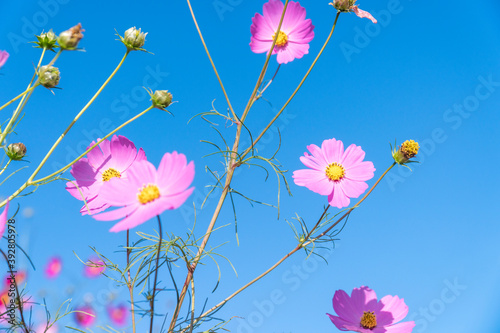 長崎県諫早市 白木峰高原に咲く秋桜