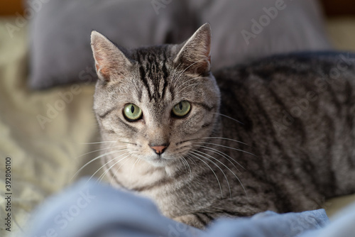 ベッドでくつろぐ猫　サバトラ猫
