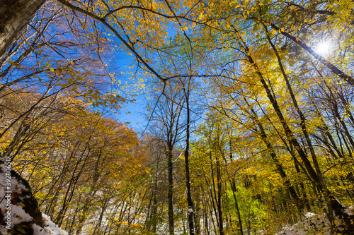 View on yellow autumn trees with blue sky © idea_studio
