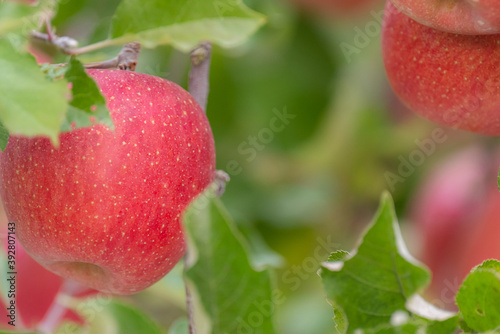 果樹園の美味しそうなリンゴ 