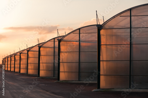 Large scale industrial greenhouse lit by sunset