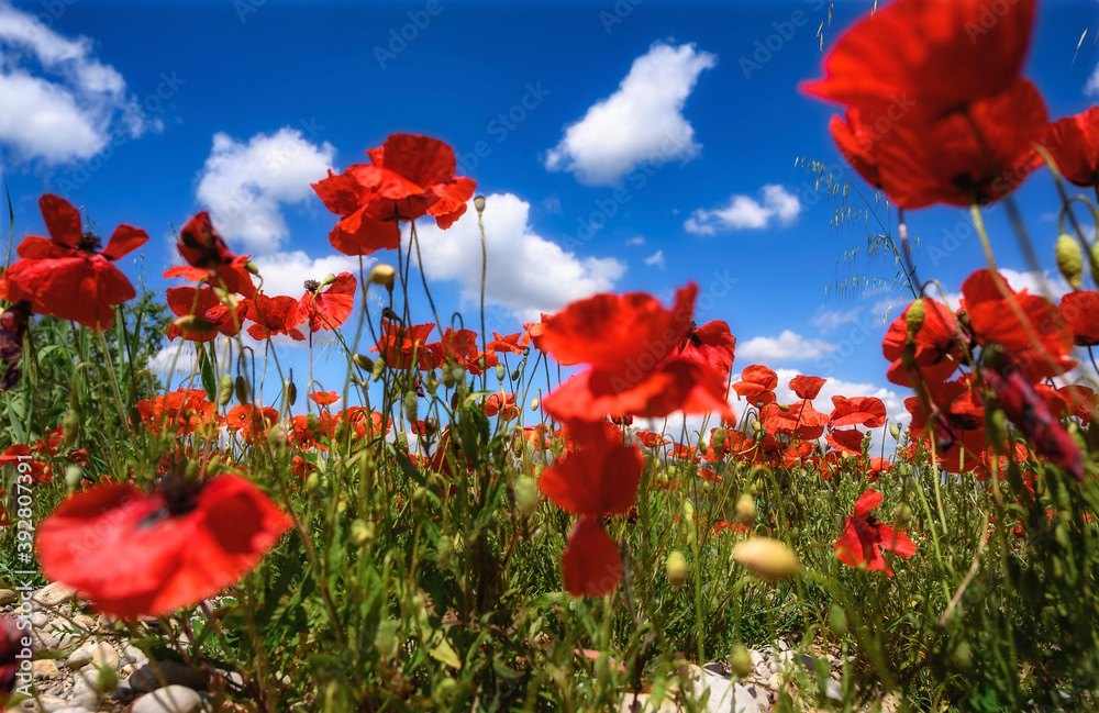 Obraz premium coquelicot