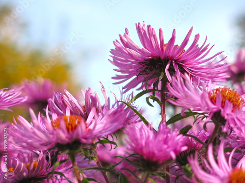 soft purple autumn daisies bloom before the first snow