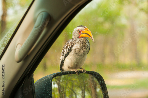 Yellow-billed Hornbill (Tockus leucomelas) sitting on a car's exterior mirror photo