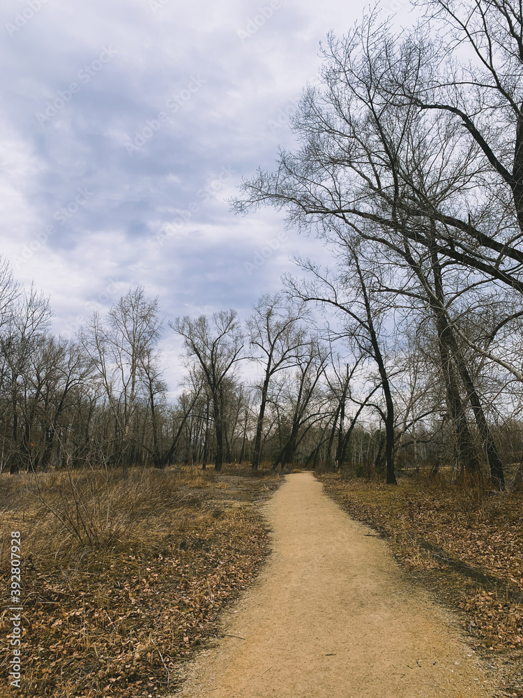 Pathway in the empty park, leafless trees, melancholic atmosphere 